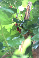 Morus (plant) Morus, a genus of flowering plants in the family Moraceae, consists of diverse...