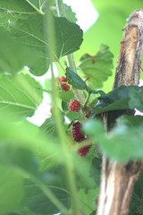 Morus (plant) Morus, a genus of flowering plants in the family Moraceae, consists of diverse...