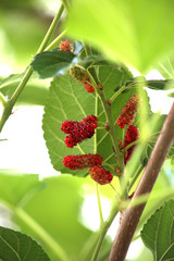 Morus (plant) Morus, a genus of flowering plants in the family Moraceae, consists of diverse...
