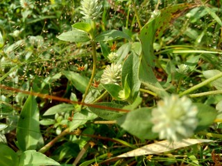 alba, antidote, asteraceae, ayurveda, ayurvedic, ayurvedic herbs, beautiful, bhringraj, daisy, dye, eclipta, eclipta alba, eclipta prostrata, ecliptae, false daisy, flower, fresh, garden, green, herb,