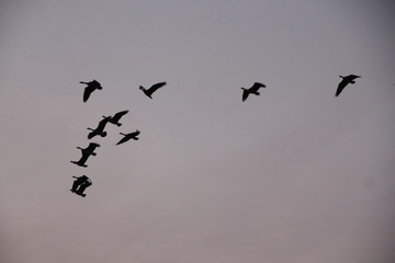 BIrds in Flight
