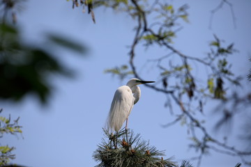 중대백로가 보이는 아름다운 풍경