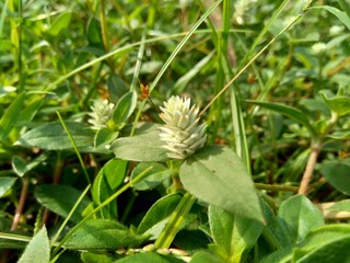 alba, antidote, asteraceae, ayurveda, ayurvedic, ayurvedic herbs, beautiful, bhringraj, daisy, dye, eclipta, eclipta alba, eclipta prostrata, ecliptae, false daisy, flower, fresh, garden, green, herb,