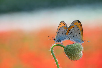 큰주홍부전나비