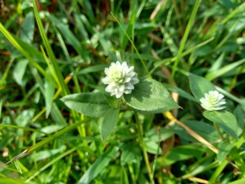 alba, antidote, asteraceae, ayurveda, ayurvedic, ayurvedic herbs, beautiful, bhringraj, daisy, dye, eclipta, eclipta alba, eclipta prostrata, ecliptae, false daisy, flower, fresh, garden, green, herb,