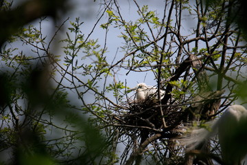 중대백로가 보이는 아름다운 풍경