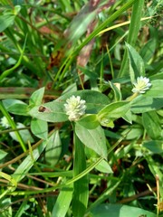 alba, antidote, asteraceae, ayurveda, ayurvedic, ayurvedic herbs, beautiful, bhringraj, daisy, dye, eclipta, eclipta alba, eclipta prostrata, ecliptae, false daisy, flower, fresh, garden, green, herb,