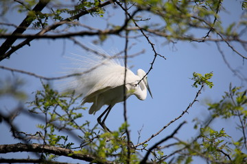 중대백로가 보이는 아름다운 풍경