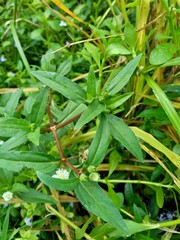 alba, antidote, asteraceae, ayurveda, ayurvedic, ayurvedic herbs, beautiful, bhringraj, daisy, dye, eclipta, eclipta alba, eclipta prostrata, ecliptae, false daisy, flower, fresh, garden, green, herb,