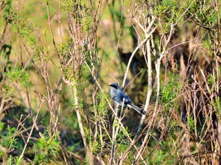 AVES