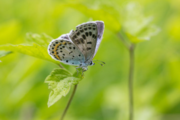 큰홍띠점박이 푸른 부전나비
