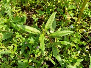 alba, antidote, asteraceae, ayurveda, ayurvedic, ayurvedic herbs, beautiful, bhringraj, daisy, dye, eclipta, eclipta alba, eclipta prostrata, ecliptae, false daisy, flower, fresh, garden, green, herb,