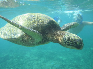 Obraz na płótnie Canvas Turtle Underwater