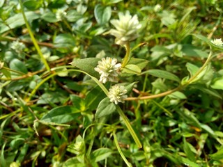 alba, antidote, asteraceae, ayurveda, ayurvedic, ayurvedic herbs, beautiful, bhringraj, daisy, dye, eclipta, eclipta alba, eclipta prostrata, ecliptae, false daisy, flower, fresh, garden, green, herb,