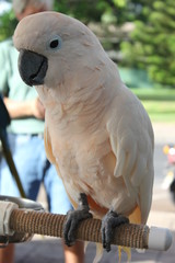 Parrot