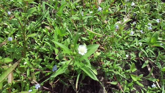 alba, antidote, asteraceae, ayurveda, ayurvedic, ayurvedic herbs, beautiful, bhringraj, daisy, dye, eclipta, eclipta alba, eclipta prostrata, ecliptae, false daisy, flower, fresh, garden, green, herb,