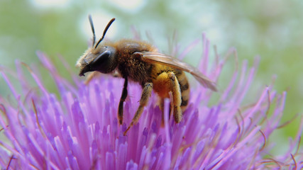 bee on a flower