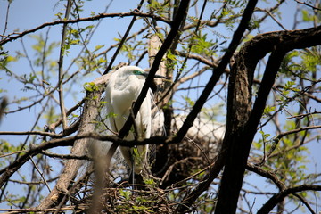중대백로가 보이는 아름다운 풍경
