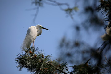 중대백로가 보이는 아름다운 풍경