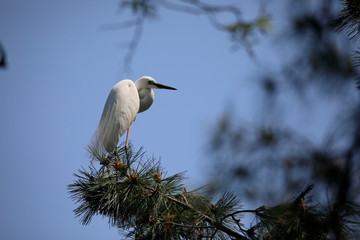 중대백로가 보이는 아름다운 풍경
