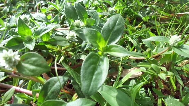 alba, antidote, asteraceae, ayurveda, ayurvedic, ayurvedic herbs, beautiful, bhringraj, daisy, dye, eclipta, eclipta alba, eclipta prostrata, ecliptae, false daisy, flower, fresh, garden, green, herb,