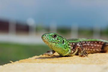 Cropped shot of beautiful small lizard on wooden background, horizontal view. Animals, wildlife,...