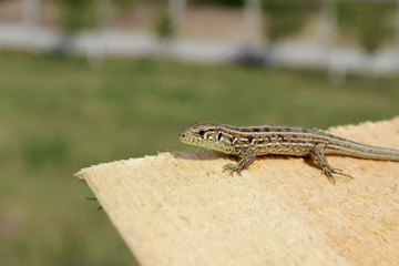 Cropped shot of beautiful small lizard on wooden background, horizontal view. Animals, wildlife, reptiles concept.