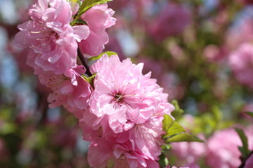 Japanese cherry. Sakura