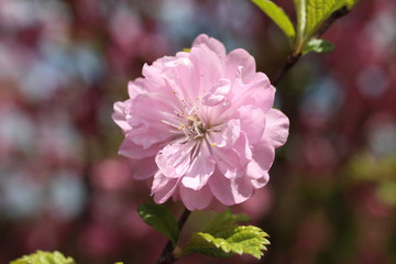 Japanese cherry. Sakura