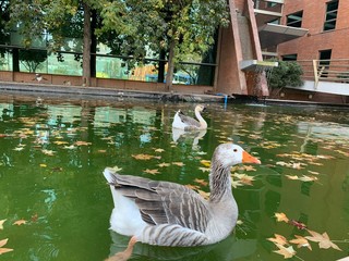 goose on the lake © Marcia