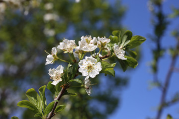 Plum blossom
