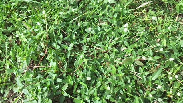 alba, antidote, asteraceae, ayurveda, ayurvedic, ayurvedic herbs, beautiful, bhringraj, daisy, dye, eclipta, eclipta alba, eclipta prostrata, ecliptae, false daisy, flower, fresh, garden, green, herb,