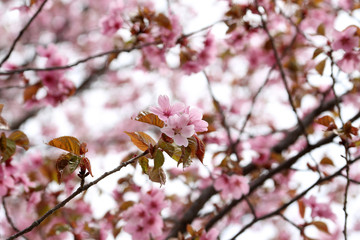 Apricot blossom. sakura