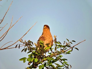 AVES