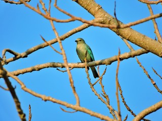 AVES
