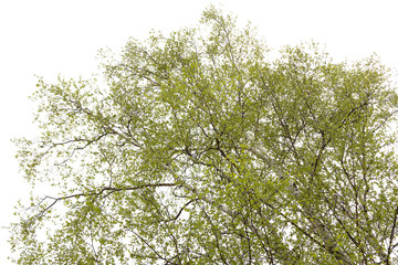Birch