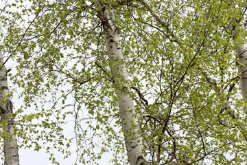 Birch