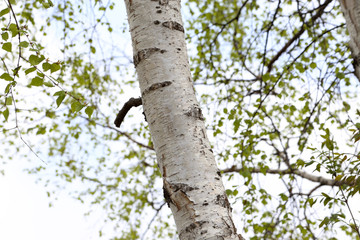 Obraz premium Birch