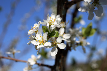 Plum blossom
