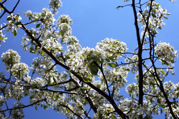 Fototapeta premium Pear blossom
