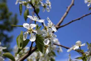 Pear blossom