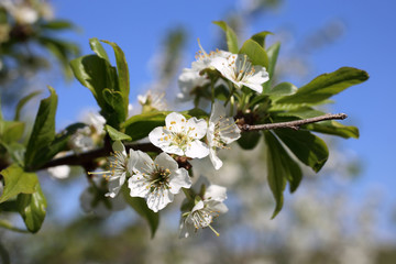 Plum flowers. Sakura