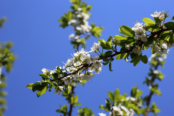Plum flowers. Sakura
