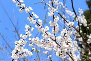 Plum blossom