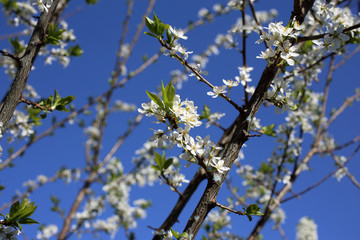 Plum blossom
