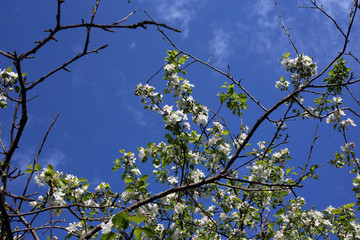Plum flowers. Sakura