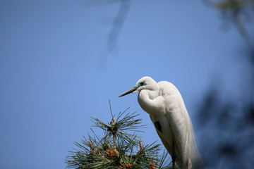 중대백로가 보이는 아름다운 풍경