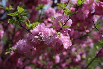 Fototapeta premium Japanese cherry. Sakura