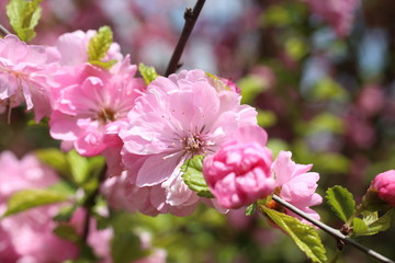 Japanese cherry. Sakura