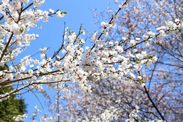 Plum blossom and sky. Sakura